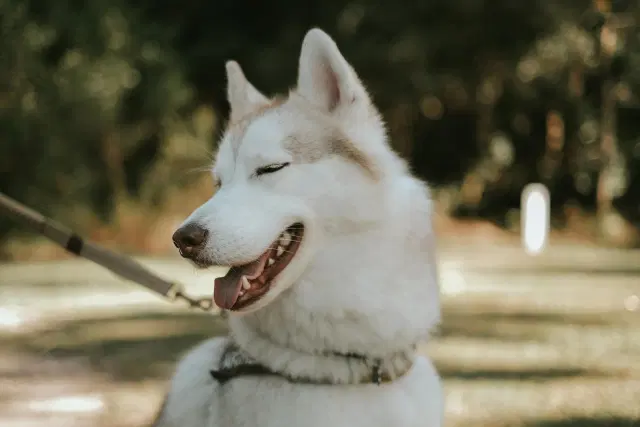 Dog using wash